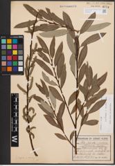 Foto von Salix caprea L. x Salix eleagnos Scop.